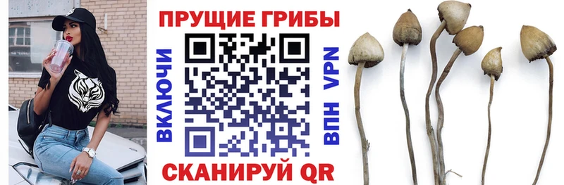 закладка  Донецк  Галлюциногенные грибы Psilocybine cubensis 